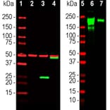 Western Blot - Anti-SARS-CoV-2 Spike Glycoprotein RBD Antibody (A270592) - Antibodies.com