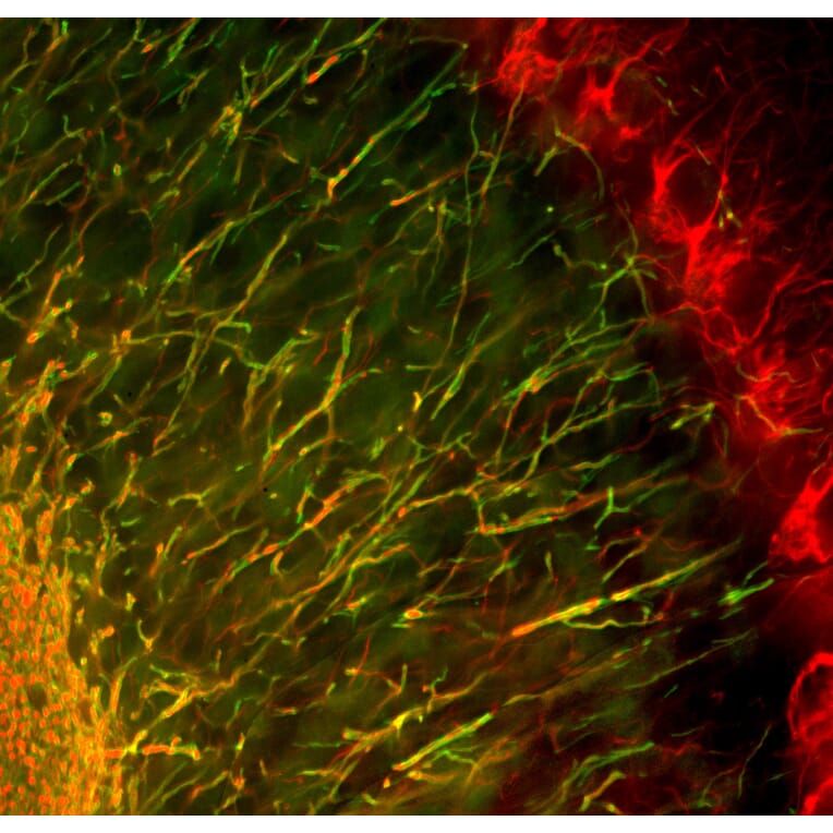 Immunofluorescence - Anti-NF-H Antibody (A270594) - Antibodies.com