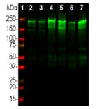 Western Blot - Anti-NF-H Antibody (A270594) - Antibodies.com
