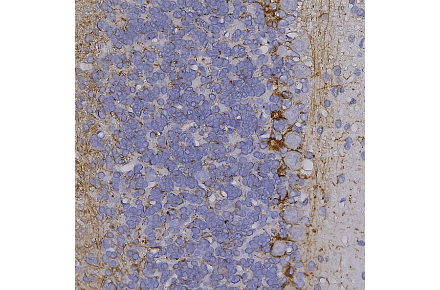 Immunohistochemistry - Anti-NF-H Antibody (A270594) - Antibodies.com