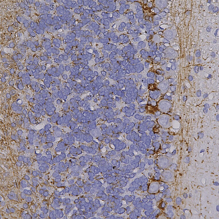 Immunohistochemistry - Anti-NF-H Antibody (A270594) - Antibodies.com