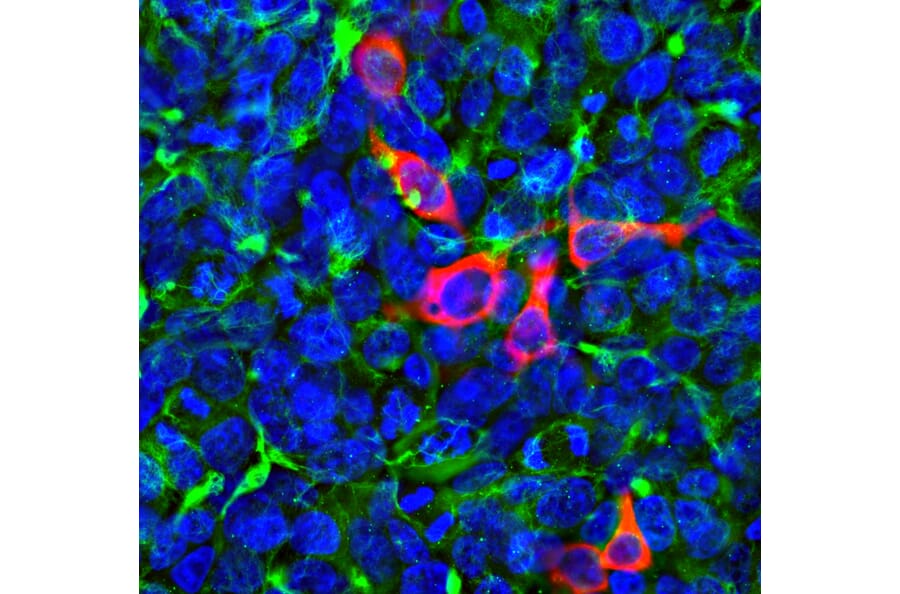 Immunofluorescence - Anti-CRISPR-Cas12j Antibody [5F95] (A270595) - Antibodies.com