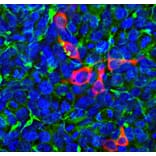 Immunofluorescence - Anti-CRISPR-Cas12j Antibody [5F95] (A270595) - Antibodies.com