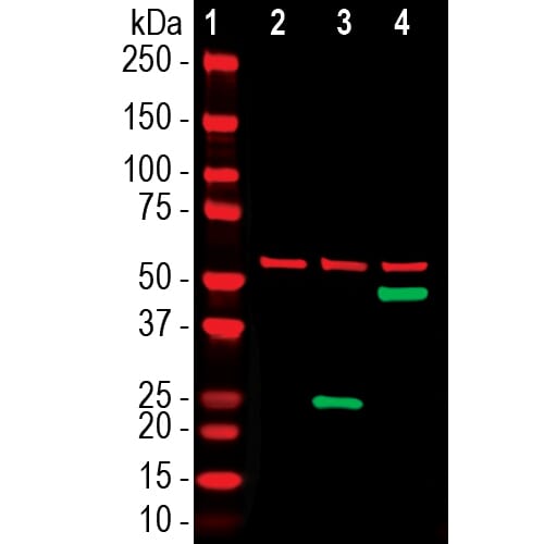 Western blot analysis of HEK293 cell lysates using Anti-Cas-phi Antibody [5F95] (A270595), dilution 1:1,000, in green. The lanes contain: <b>[1]</b> protein molecular weight standard, <b>[2]</b> non-transfected cells, <b>[3]</b> cells transfected with pCI-Neo-Mod vector containing full length Cas-phi cDNA, and <b>[4]</b> cells transfected with pCI-Neo-GFP vector containing full length Cas-phi cDNA. The band at about 90 kDa demonstrates expression of Cas-phi protein, and the band at about 120 kDa corresponds to GFP-Cas-phi fusion protein.
