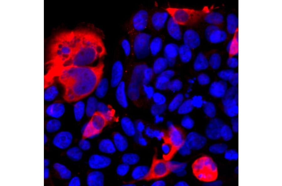 Immunofluorescence - Anti-CRISPR-Cas12j Antibody (A270597) - Antibodies.com