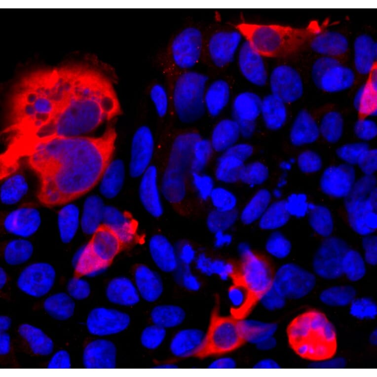 Immunofluorescence - Anti-CRISPR-Cas12j Antibody (A270597) - Antibodies.com