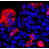 Immunofluorescence - Anti-CRISPR-Cas12j Antibody (A270597) - Antibodies.com