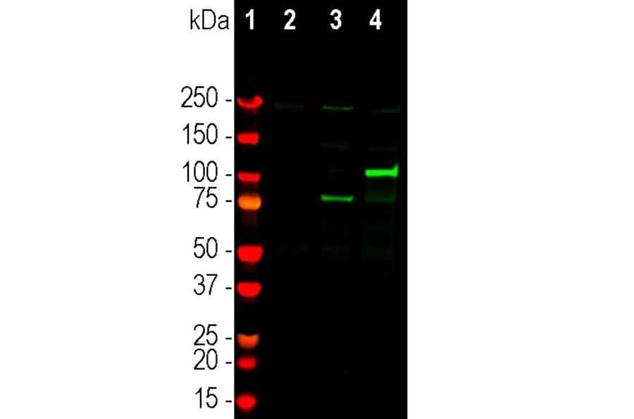 Western Blot - Anti-CRISPR-Cas12j Antibody (A270597) - Antibodies.com