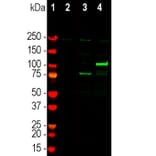Western Blot - Anti-CRISPR-Cas12j Antibody (A270597) - Antibodies.com