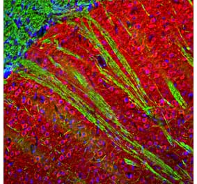 Immunofluorescence - Anti-MAP2 Antibody (A270598) - Antibodies.com