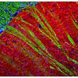 Immunofluorescence - Anti-MAP2 Antibody (A270598) - Antibodies.com