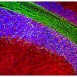 Immunofluorescence - Anti-MAP2 Antibody (A270598) - Antibodies.com