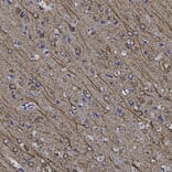 Immunohistochemistry - Anti-MAP2 Antibody (A270598) - Antibodies.com