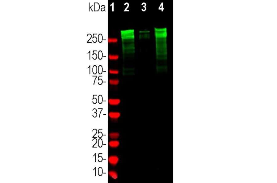 Western Blot - Anti-MAP2 Antibody (A270598) - Antibodies.com