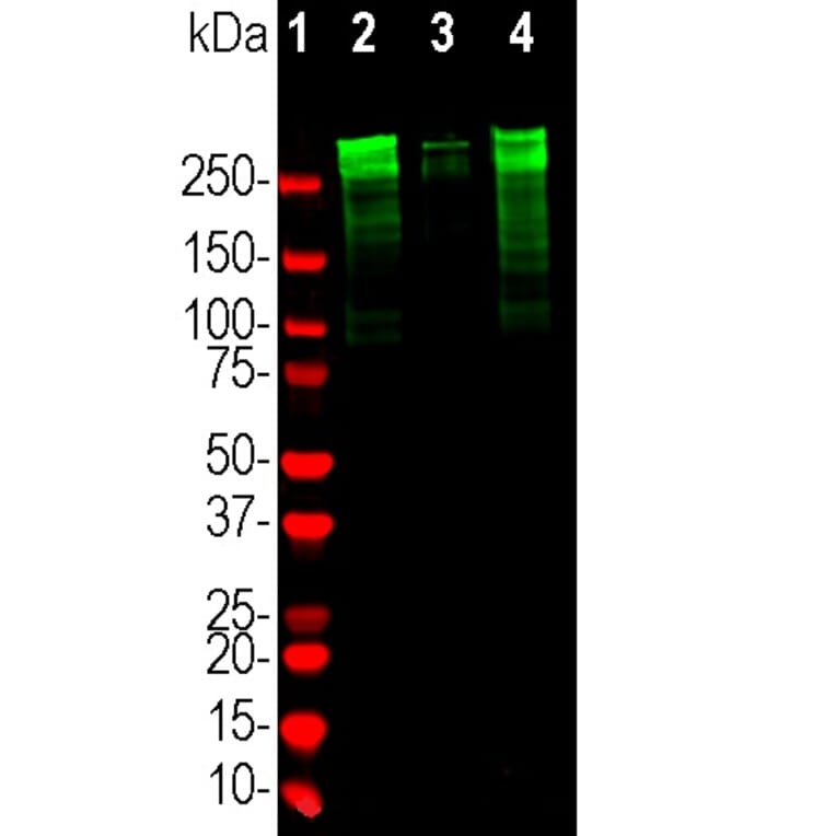 Western Blot - Anti-MAP2 Antibody (A270598) - Antibodies.com