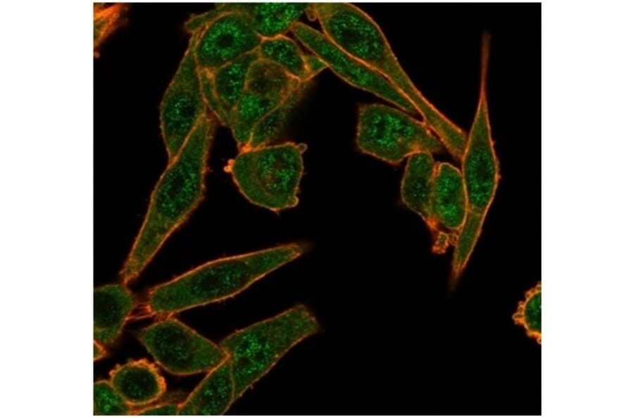 Immunofluorescence - Anti-HDAC6 Antibody [PCRP-HDAC6-1A4] (A277523) - Antibodies.com