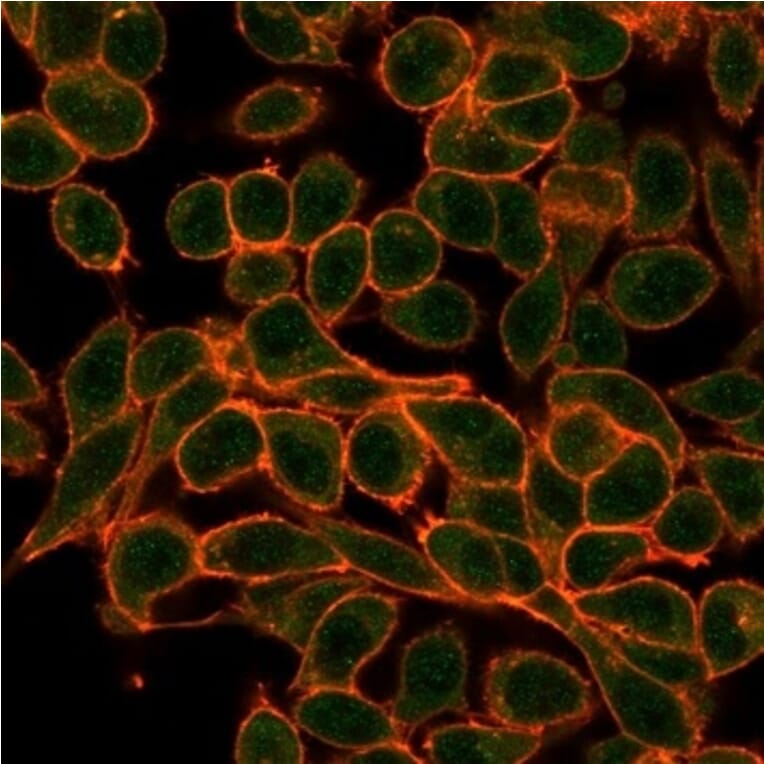 Immunofluorescence - Anti-MEF2B Antibody [PCRP-MEF2B-2F9] (A277524) - Antibodies.com