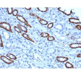 Immunohistochemistry - Anti-TOM1L1 Antibody [TOM1L1/4690] (A277525) - Antibodies.com