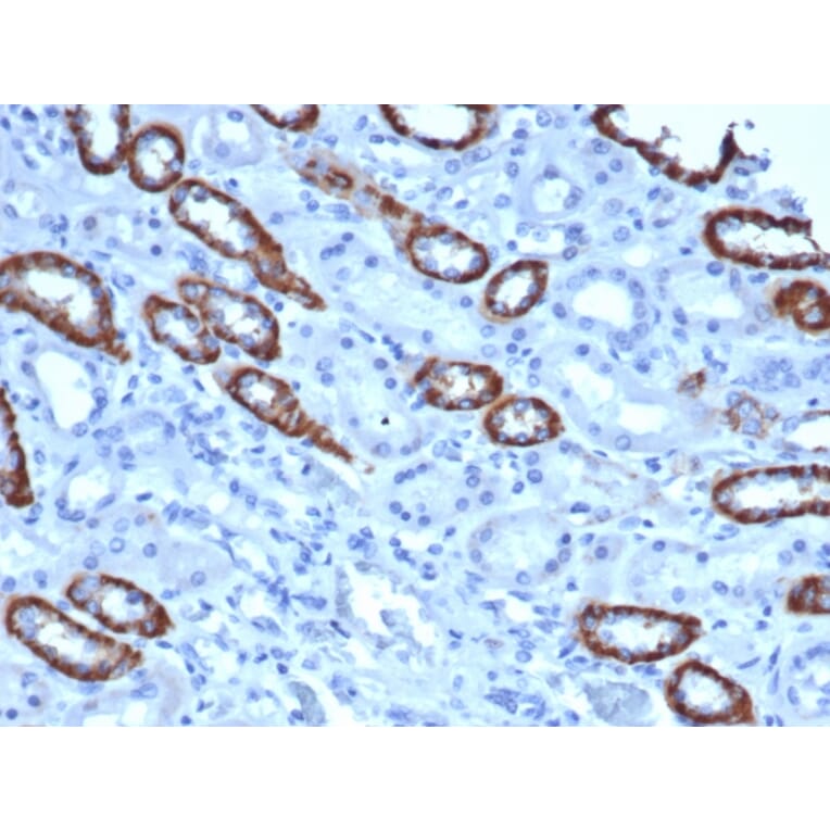 Immunohistochemistry - Anti-TOM1L1 Antibody [TOM1L1/4690] (A277525) - Antibodies.com