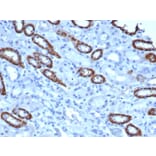Immunohistochemistry - Anti-TOM1L1 Antibody [TOM1L1/4690] (A277525) - Antibodies.com