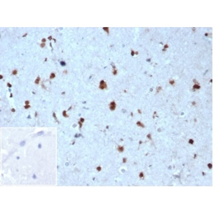 Immunohistochemistry - Anti-p27 Kip1 Antibody [KIP1/1357] (A277528) - Antibodies.com