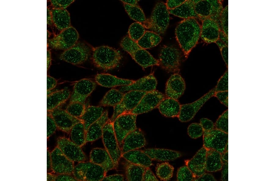 Immunofluorescence - Anti-IRF9 Antibody [PCRP-IRF9-2F8] (A277529) - Antibodies.com