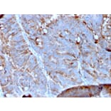 Immunohistochemistry - Anti-MerTK Antibody [MERTK/3023] (A277530) - Antibodies.com