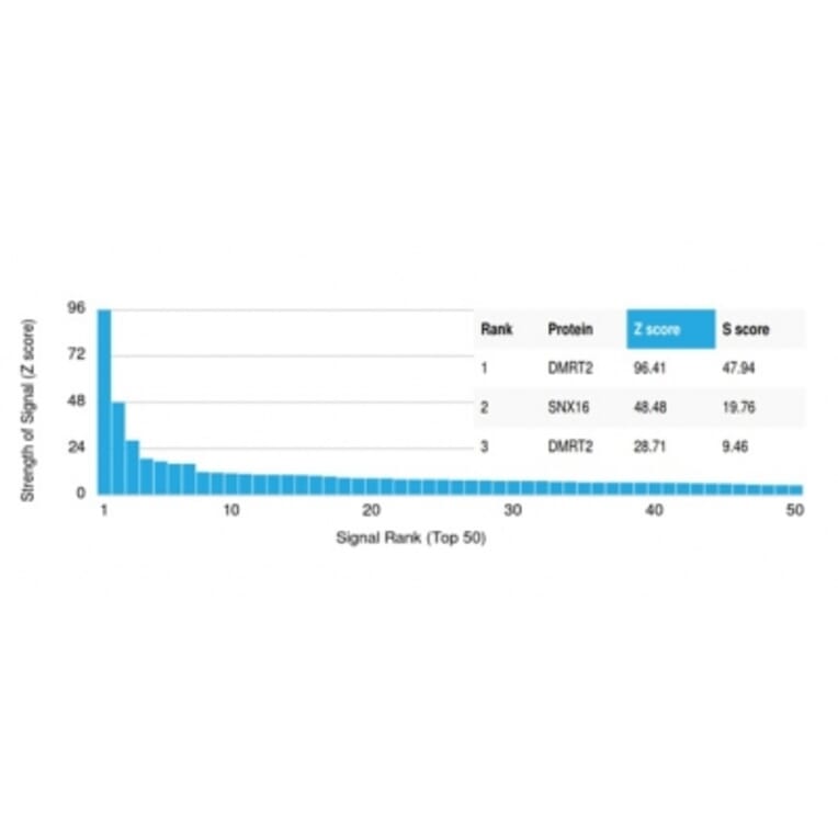 Protein Array - Anti-DMRT2 Antibody [PCRP-DMRT2-1B11] (A277532) - Antibodies.com