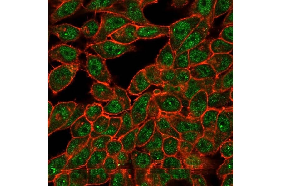 Immunofluorescence - Anti-CELF2 Antibody [PCRP-CELF2-1E4] (A277533) - Antibodies.com
