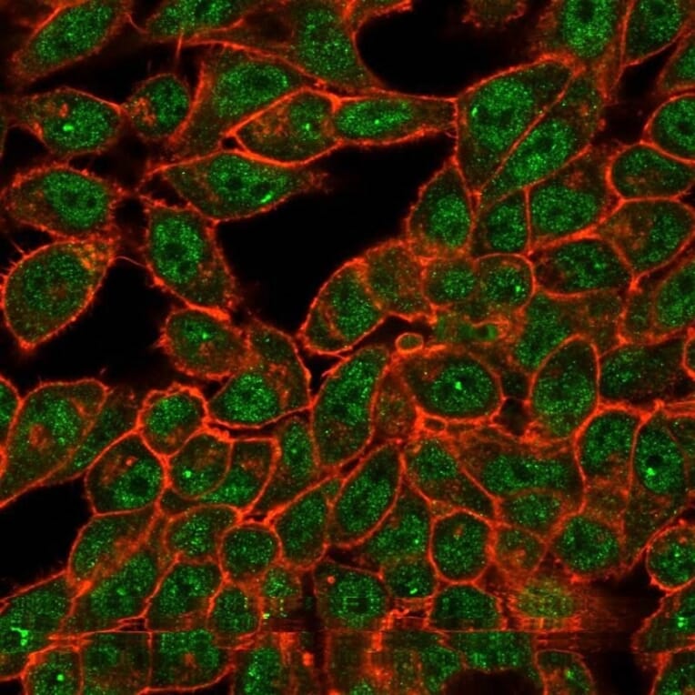 Immunofluorescence - Anti-CELF2 Antibody [PCRP-CELF2-1E4] (A277533) - Antibodies.com