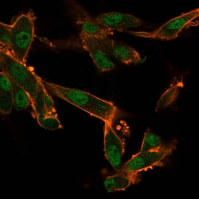 Immunofluorescence - Anti-CELF2 Antibody [PCRP-CELF2-1E4] (A277533) - Antibodies.com
