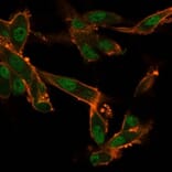 Immunofluorescence - Anti-CELF2 Antibody [PCRP-CELF2-1E4] (A277533) - Antibodies.com
