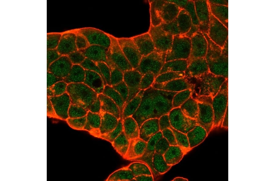 Immunofluorescence - Anti-CELF2 Antibody [PCRP-CELF2-1E4] (A277533) - Antibodies.com