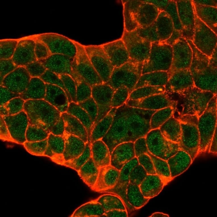 Immunofluorescence - Anti-CELF2 Antibody [PCRP-CELF2-1E4] (A277533) - Antibodies.com