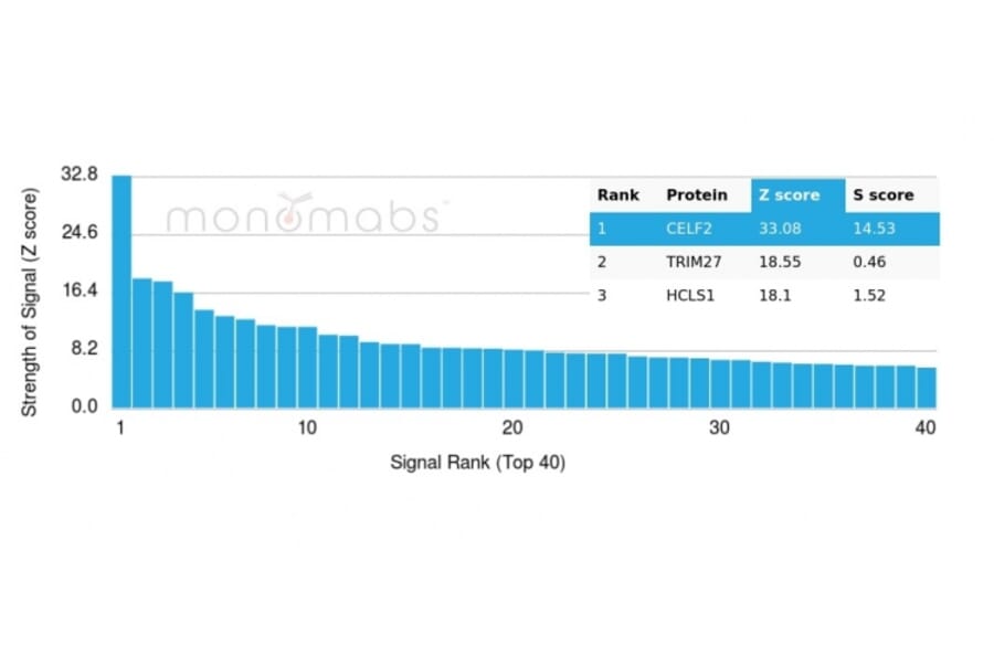 Protein Array - Anti-CELF2 Antibody [PCRP-CELF2-1E4] (A277533) - Antibodies.com