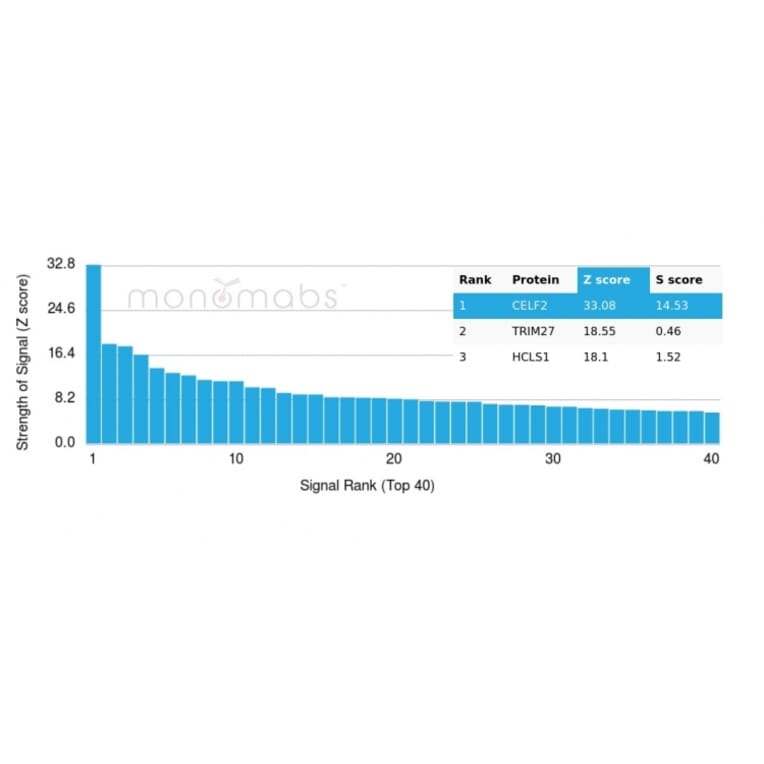 Protein Array - Anti-CELF2 Antibody [PCRP-CELF2-1E4] (A277533) - Antibodies.com