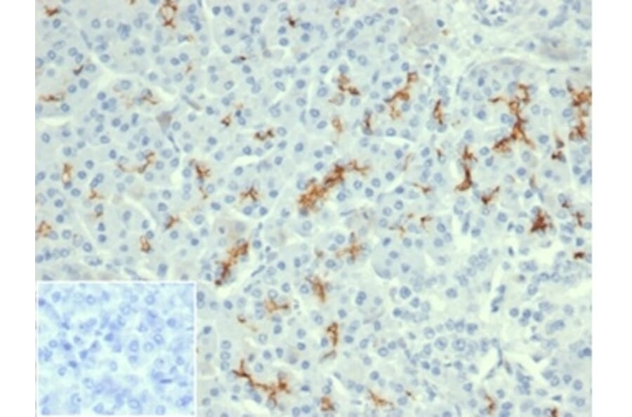 Immunohistochemistry - Anti-CFTR Antibody [rCFTR/6476] (A277534) - Antibodies.com