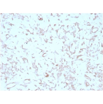 Immunohistochemistry - Anti-Kindlin 2 Antibody [3A3] (A277536) - Antibodies.com