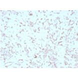 Immunohistochemistry - Anti-Kindlin 2 Antibody [3A3] (A277536) - Antibodies.com