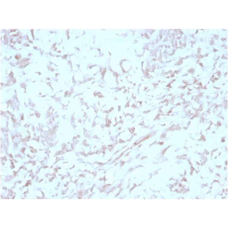 Immunohistochemistry - Anti-Kindlin 2 Antibody [3A3] (A277536) - Antibodies.com