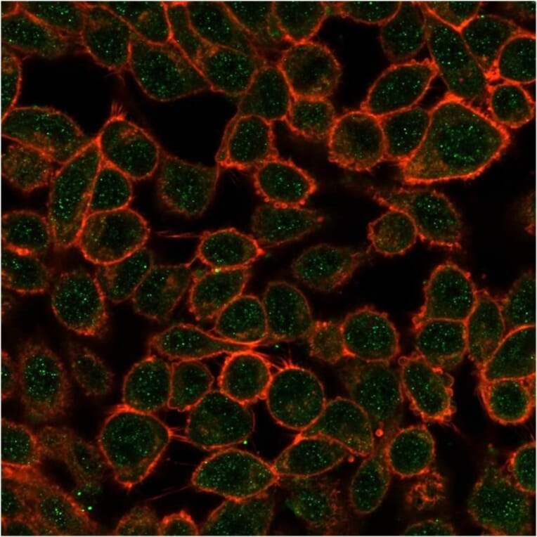 Immunofluorescence - Anti-TDRKH Antibody [PCRP-TDRKH-1H2] (A277537) - Antibodies.com