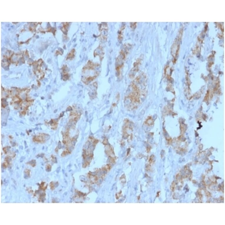 Immunohistochemistry - Anti-TDRKH Antibody [PCRP-TDRKH-1H2] (A277537) - Antibodies.com