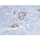 Immunohistochemistry - Anti-Chromogranin A Antibody [CHGA/4219] (A277538) - Antibodies.com