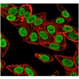 Immunofluorescence - Anti-CHEK2 Antibody [PCRP-CHEK2-1A4] (A277540) - Antibodies.com