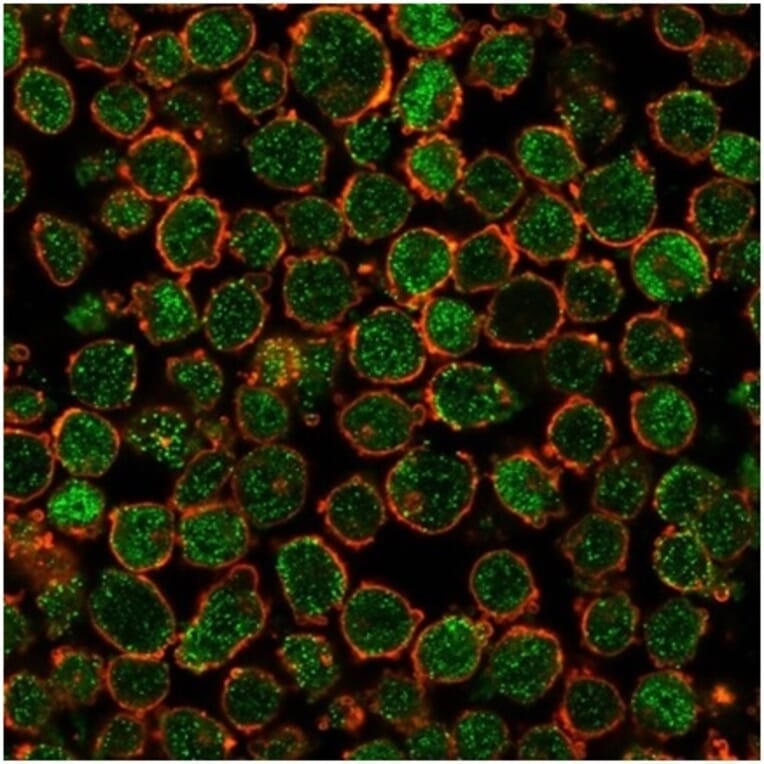 Immunofluorescence - Anti-CHEK2 Antibody [PCRP-CHEK2-1A4] (A277540) - Antibodies.com