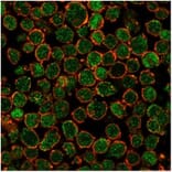 Immunofluorescence - Anti-CHEK2 Antibody [PCRP-CHEK2-1A4] (A277540) - Antibodies.com