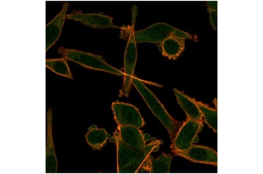 Immunofluorescence - Anti-KLF12 Antibody [PCRP-KLF12-1E3] (A277541) - Antibodies.com