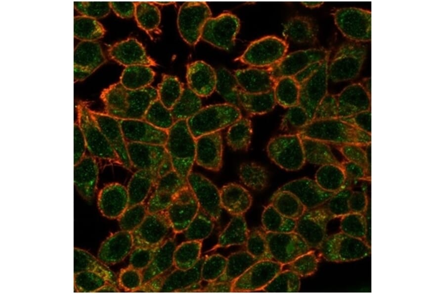 Immunofluorescence - Anti-ECD Antibody [PCRP-ECD-1D10] (A277542) - Antibodies.com