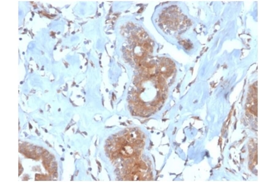 Immunohistochemistry - Anti-LRG1 Antibody [LRG1/4882] (A277544) - Antibodies.com