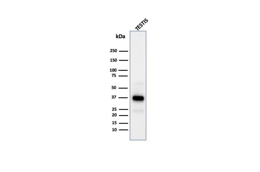 Western Blot - Anti-Clusterin Antibody [CLU/4731] (A277548) - Antibodies.com